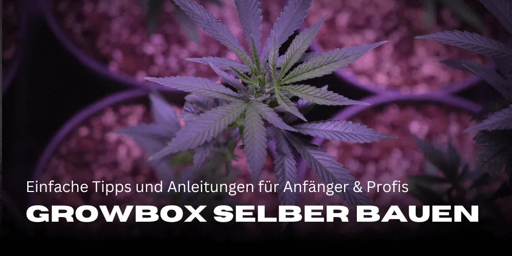 Growbox selber bauen: Einfache Tipps und Anleitungen für Anfänger und Profis