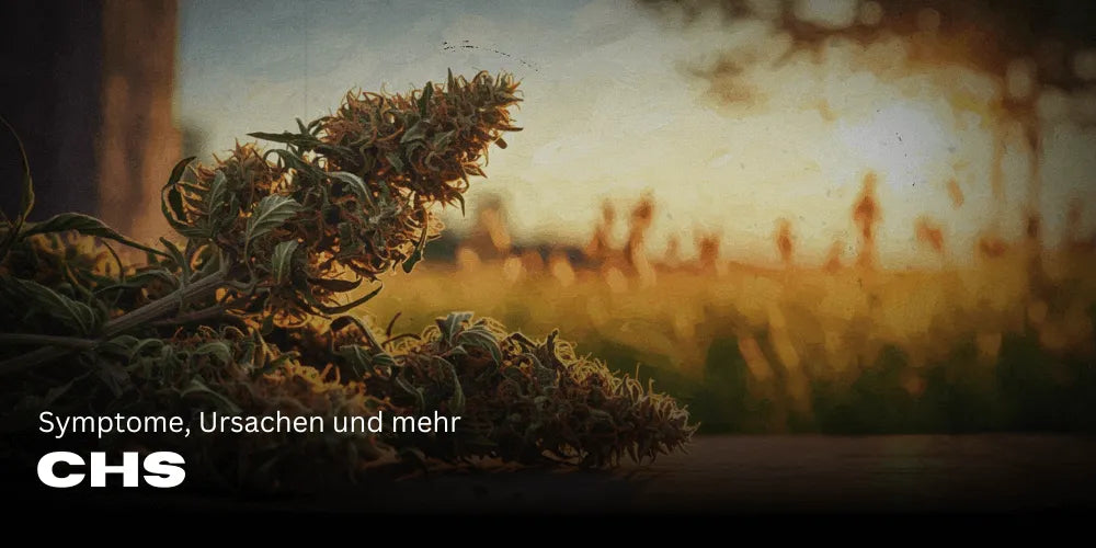 Cannabis-Hyperemesis-Syndrom (CHS): Symptome, Ursachen und mehr