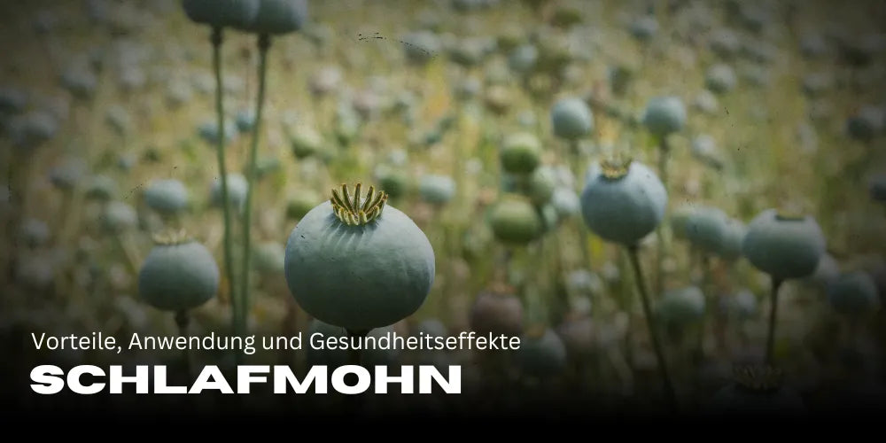 Schlafmohn: Vorteile, Anwendung und Gesundheitseffekte 🌿