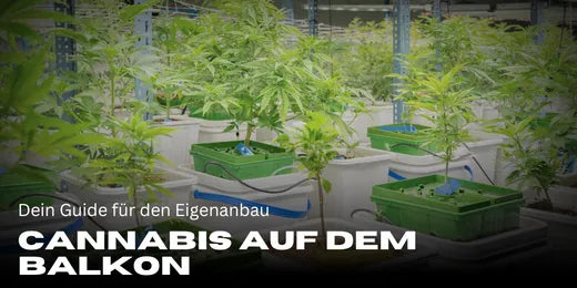 Cannabis auf dem Balkon anbauen – Dein Guide für den Eigenanbau-Smagro GmbH
