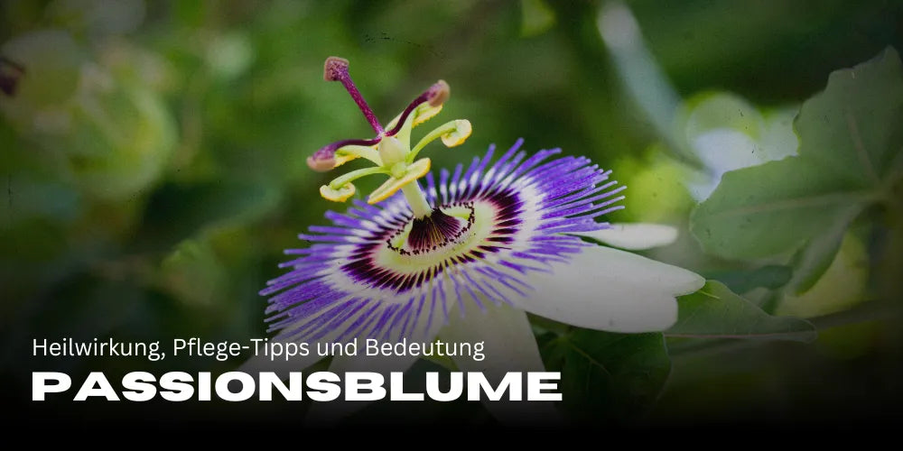 Passionsblume: Heilwirkung, Pflege-Tipps und Bedeutung für deinen Garten 🌿