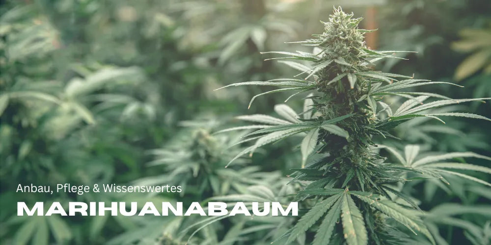 Marihuanabaum: Anbau, Pflege & Wissenswertes 🌿-Smagro GmbH