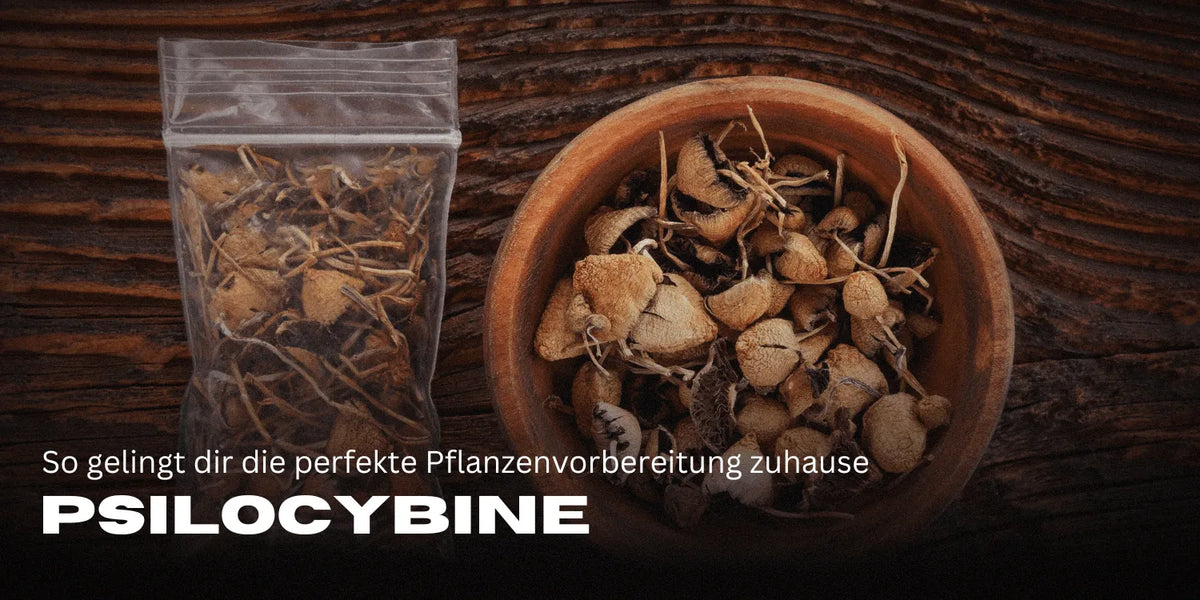 Psilocybine: Wirkung, Anwendung & Neueste Forschung im Überblick-Smagro GmbH