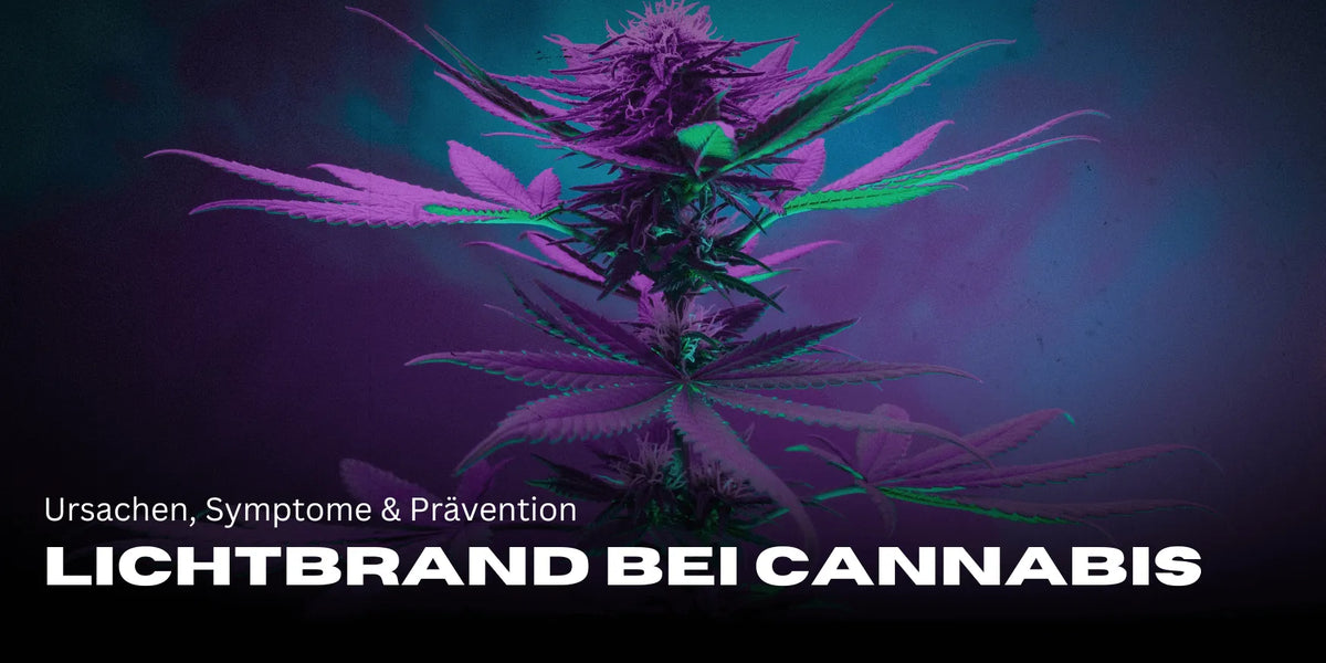 Lichtbrand bei Cannabis: Ursachen, Symptome & Prävention-Smagro GmbH