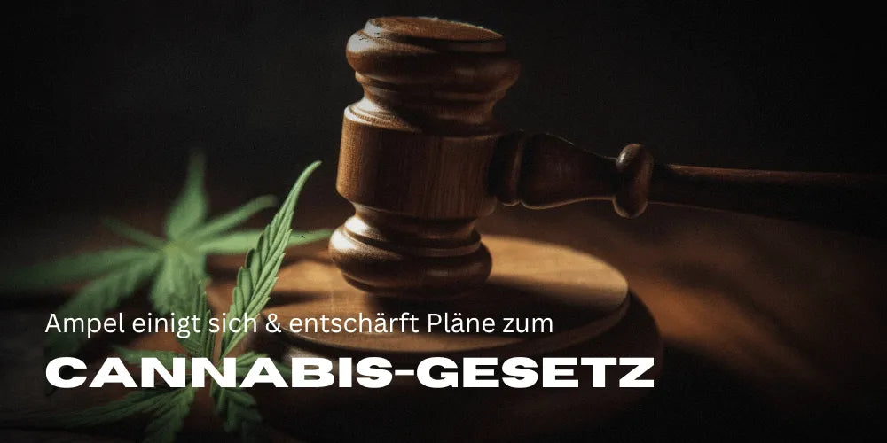Cannabis-Gesetz Koalition