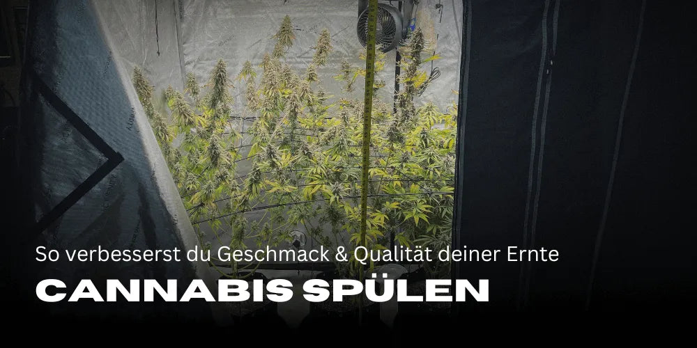 Cannabis Spülen: So verbesserst du Geschmack und Qualität deiner Ernte
