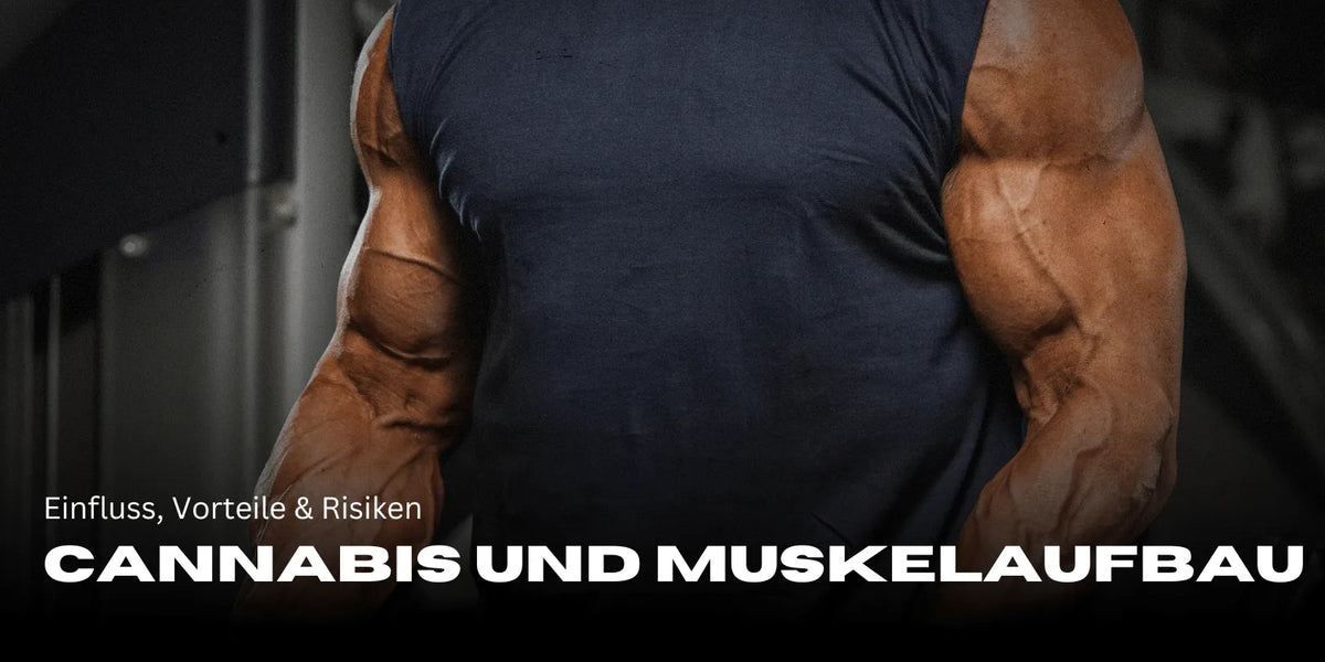 Cannabis und Muskelaufbau: Einfluss, Vorteile & Risiken-Smagro GmbH
