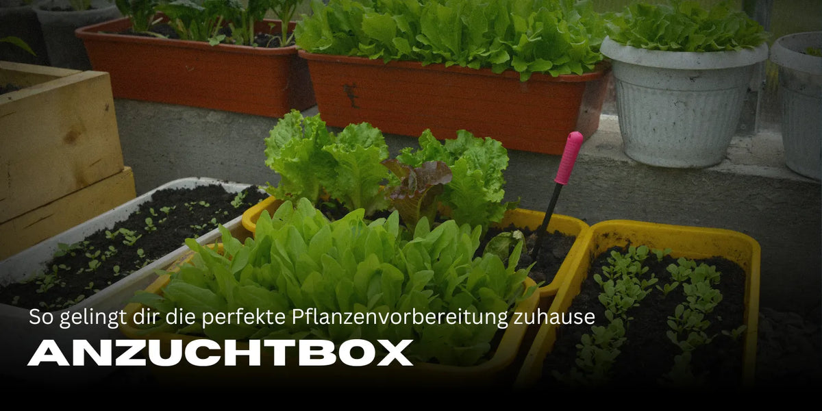 Anzuchtbox: So gelingt dir die perfekte Pflanzenvorbereitung zuhause