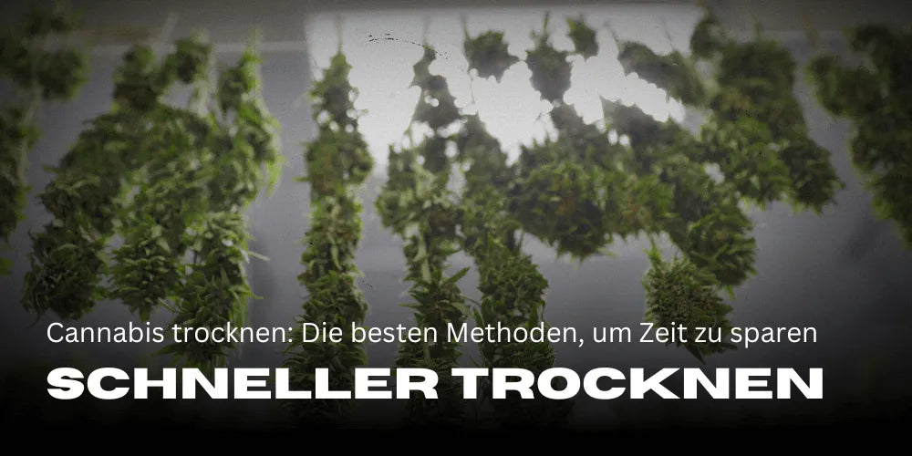 Cannabis schneller trocknen: Die besten Methoden, um Zeit zu sparen