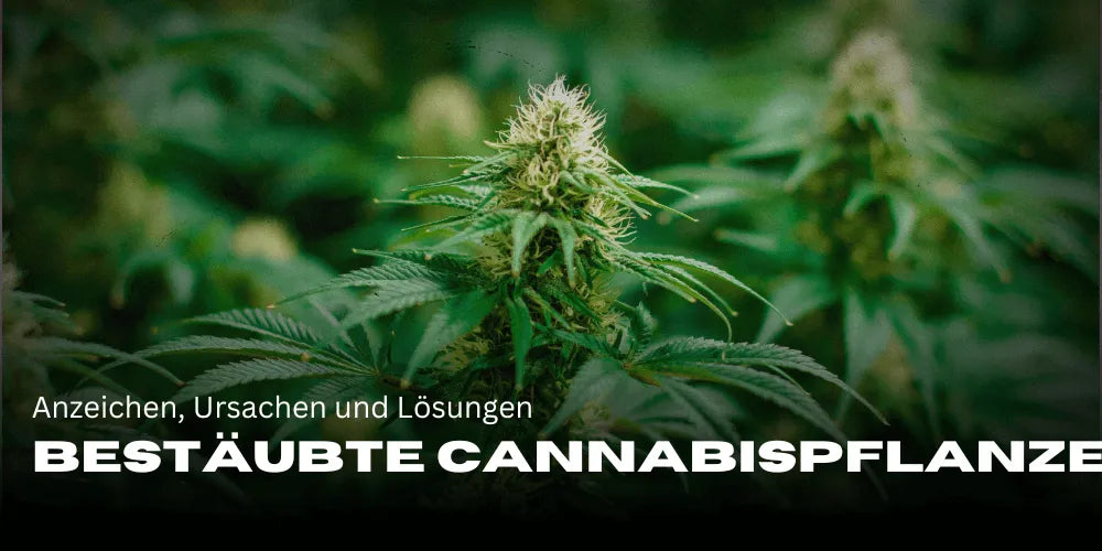 Bestäubte Cannabispflanze erkennen