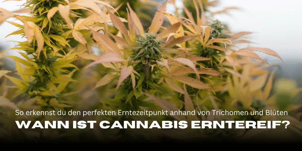 Wann ist Cannabis erntereif? So erkennst du den perfekten Erntezeitpunkt anhand von Trichomen und Blüten-Smagro GmbH