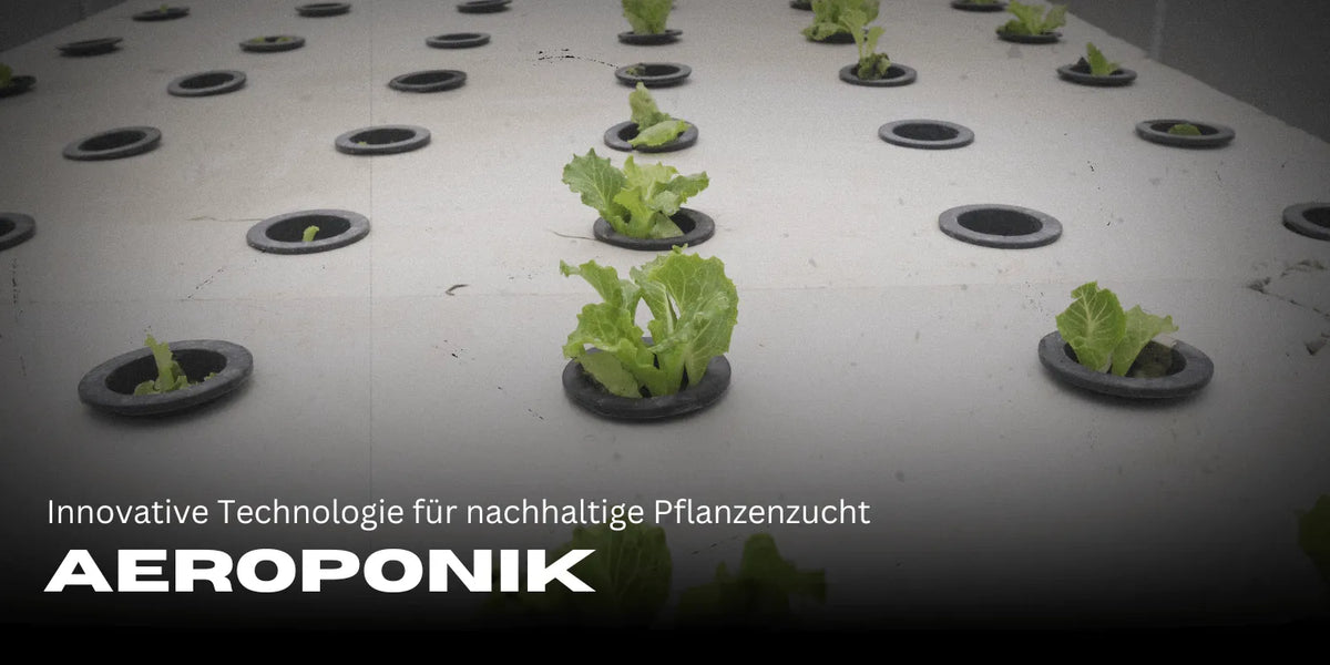 Aeroponik: Innovative Technologie für nachhaltige Pflanzenzucht
