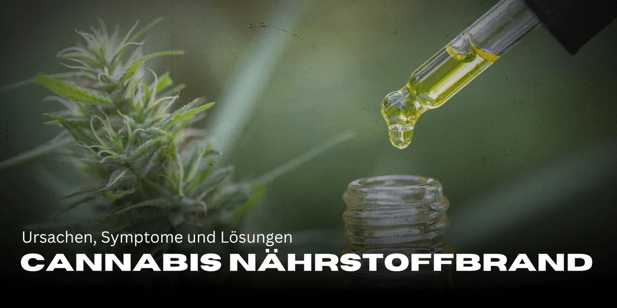 Cannabis Nährstoffbrand: Ursachen, Symptome und Lösungen