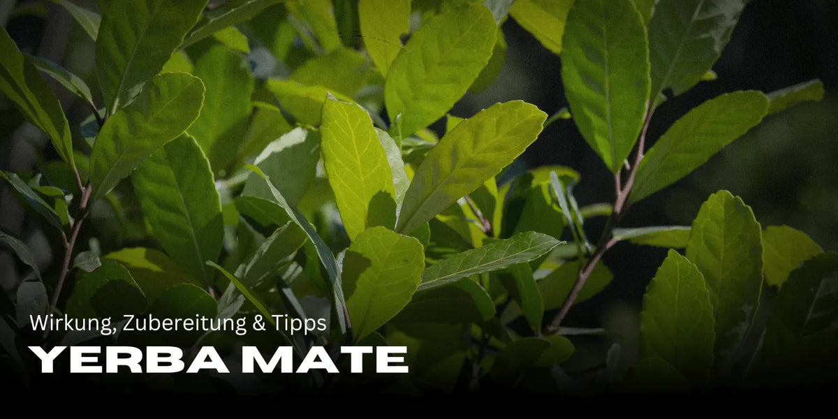 Yerba Mate: Wirkung, Zubereitung & Tipps für mehr Energie
