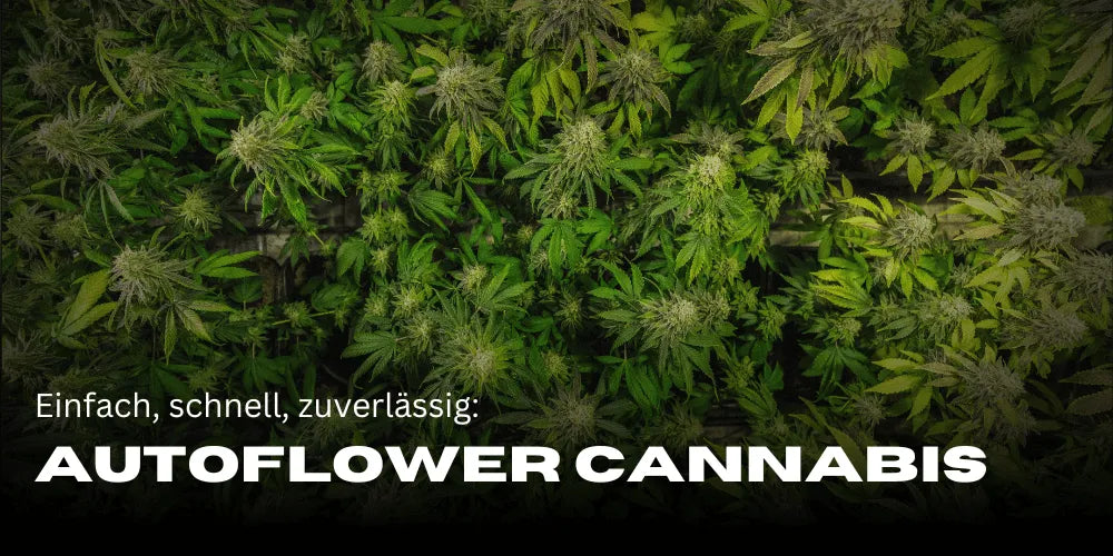 Automatische Cannabispflanzen: Einfache Kultivierung fĂŒr AnfĂ€nger und Profis-Smagro GmbH