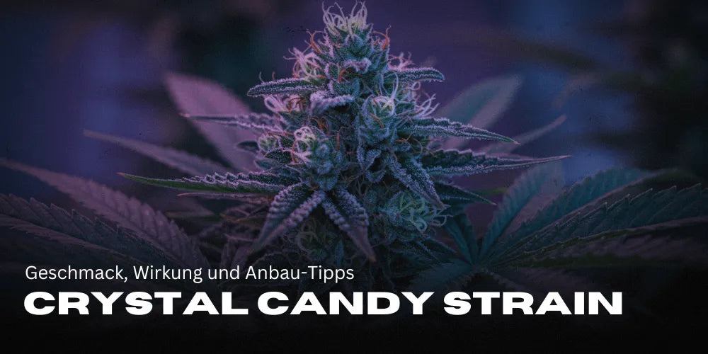 Crystal Candy Weed Sorte: Geschmack, Wirkung und Anbau-Tipps
