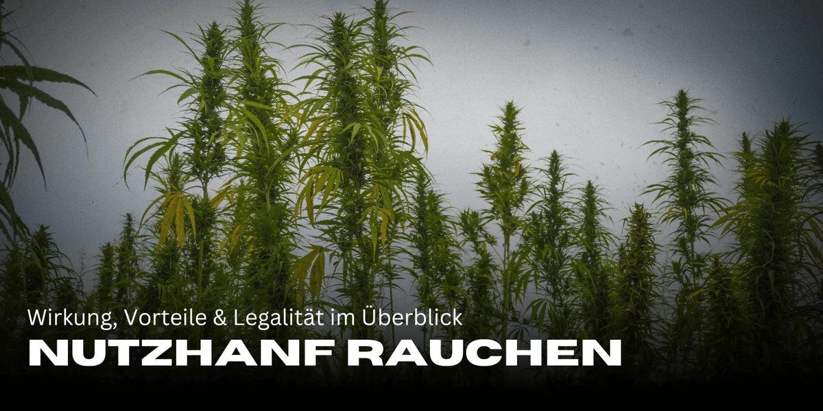 Nutzhanf rauchen: Wirkung, Vorteile & Legalität im Überblick-Smagro GmbH