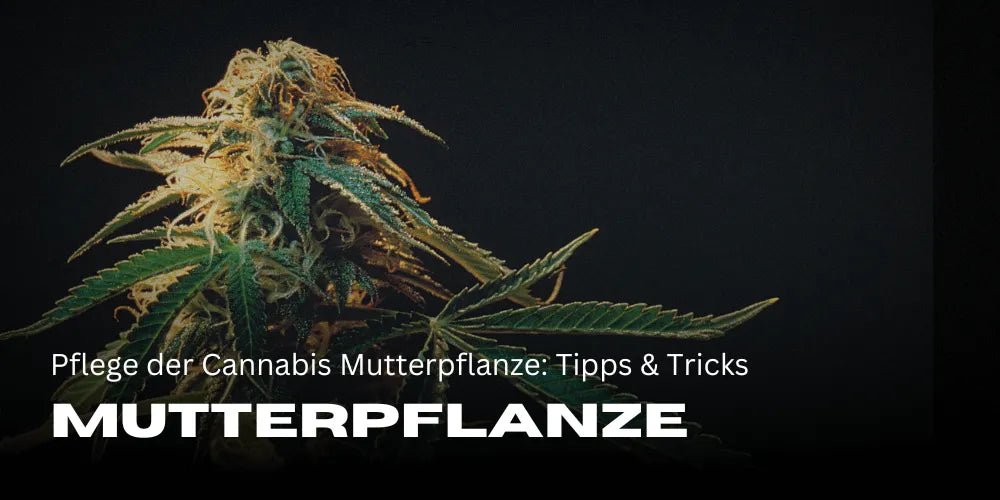 Pflege der Cannabis Mutterpflanze: Tipps & Tricks
