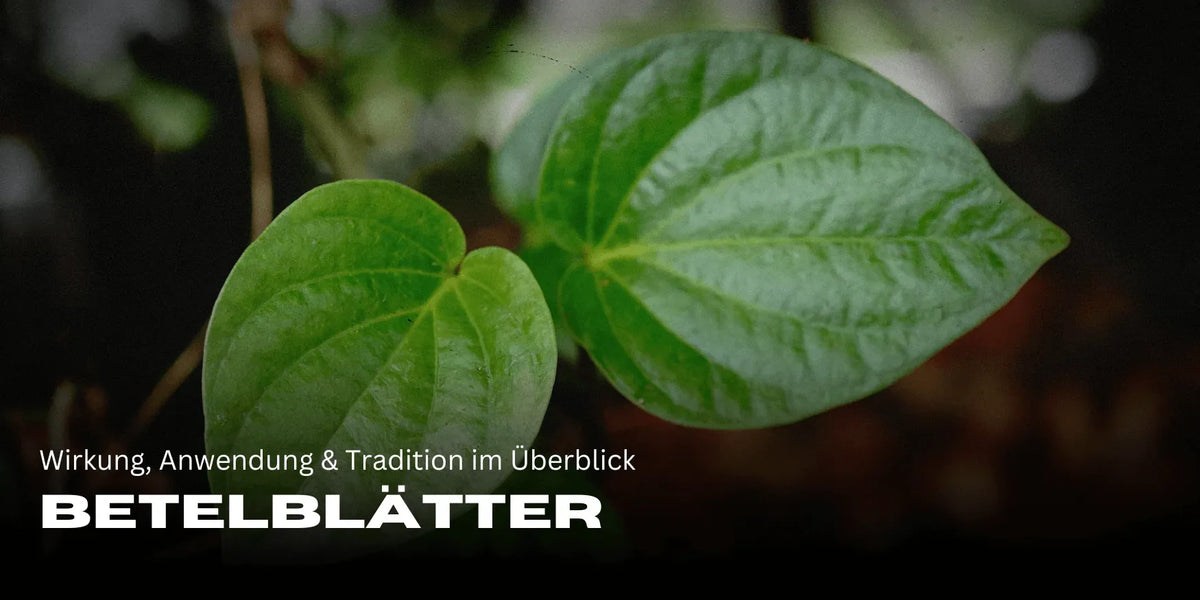 Betelblätter: Wirkung, Anwendung & Tradition im Überblick-Smagro GmbH