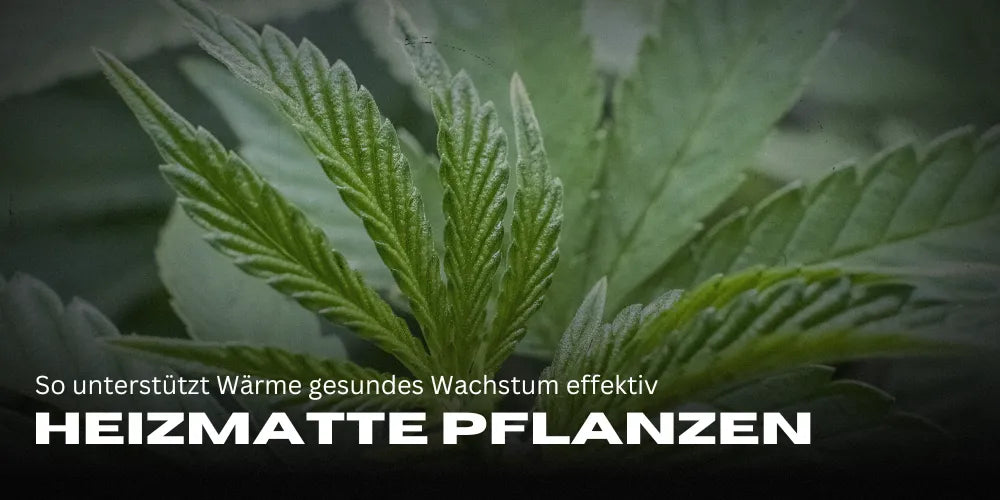 Heizmatte Pflanzen: So unterstützt Wärme gesundes Wachstum effektiv