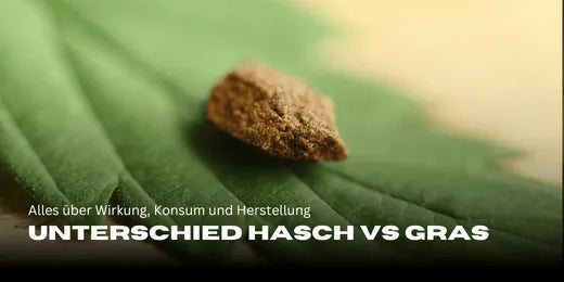 Im Fokus ein stück Haschisch auf einem Cannabisblatt