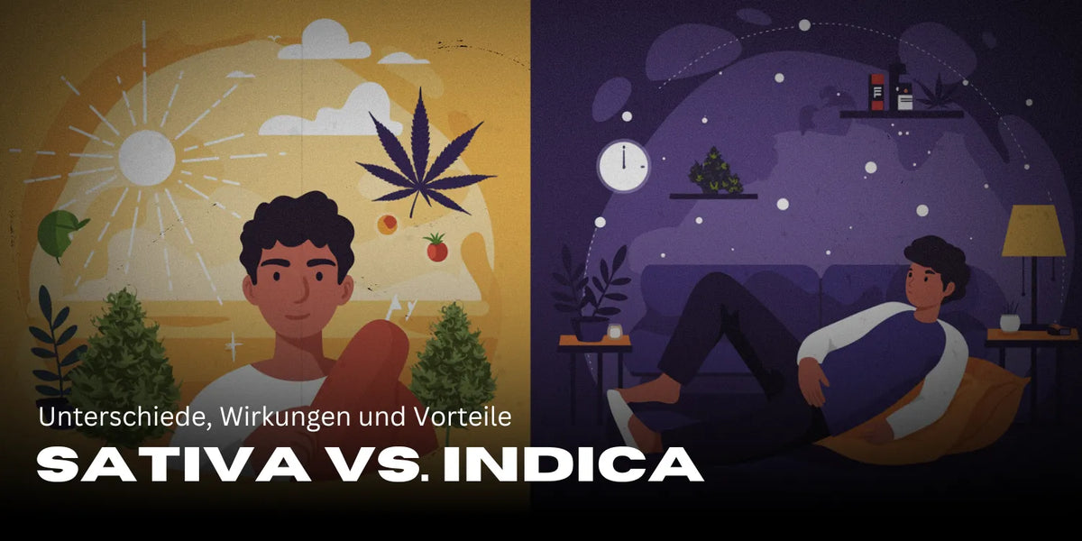 Sativa vs. Indica: Unterschiede, Wirkungen und Vorteile