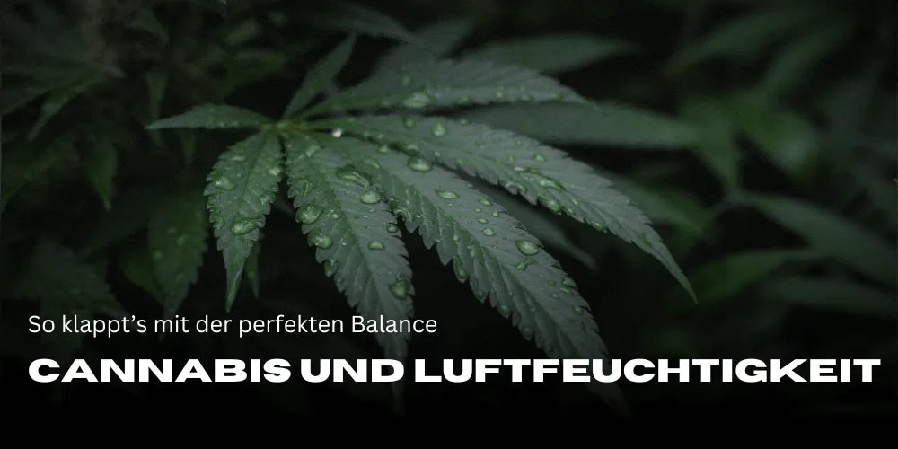 Cannabis und Luftfeuchtigkeit: So klappt’s mit der perfekten Balance-Smagro GmbH
