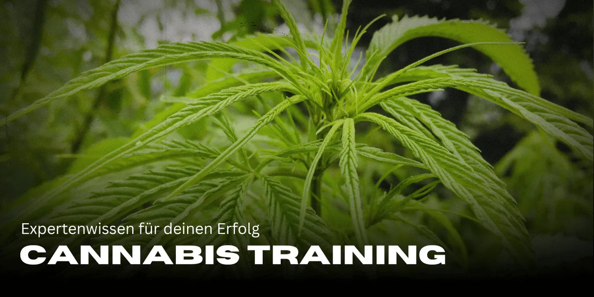 Cannabis Training: Expertenwissen für deinen Erfolg