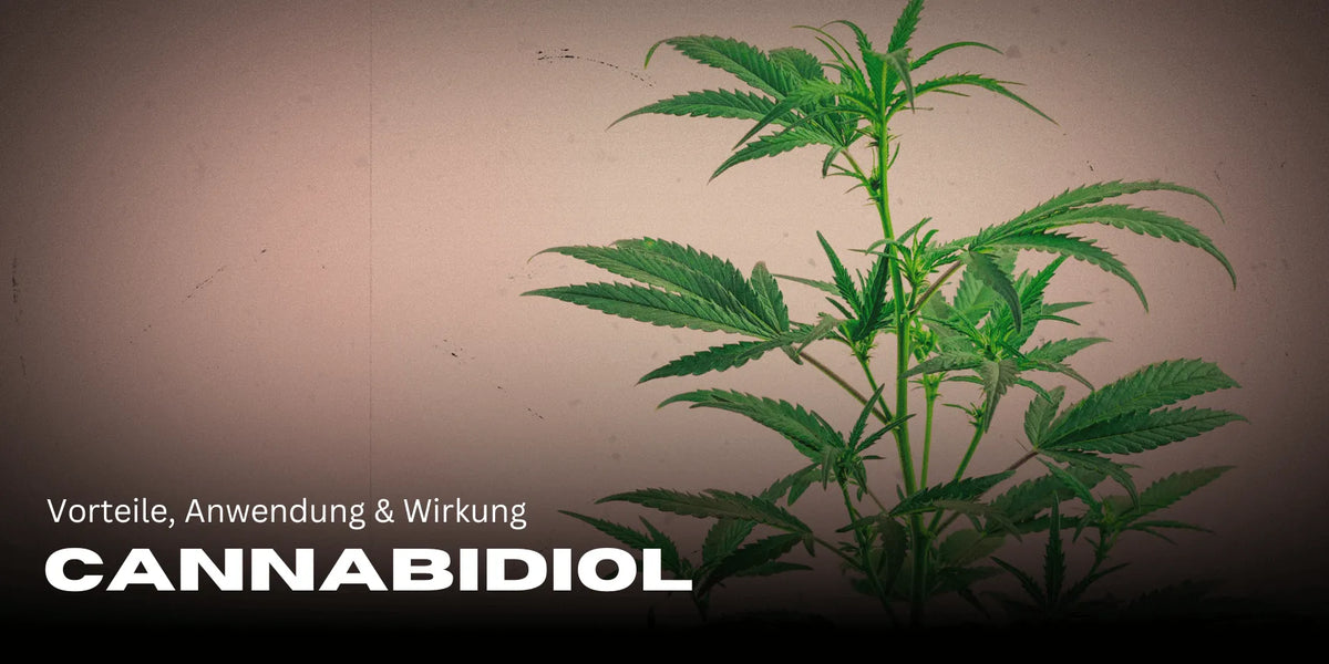 Cannabidiol: Vorteile, Anwendung & Wirkung für dein Wohlbefinden 🌿
