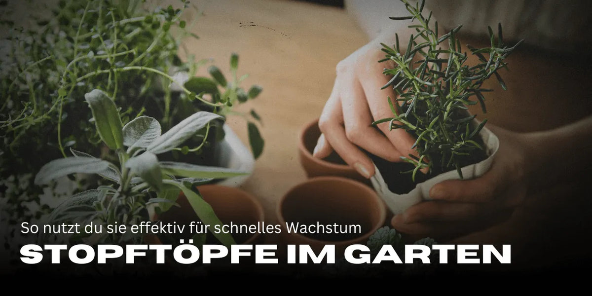 Stopftöpfe im Garten: So nutzt du sie effektiv für schnelles Wachstum