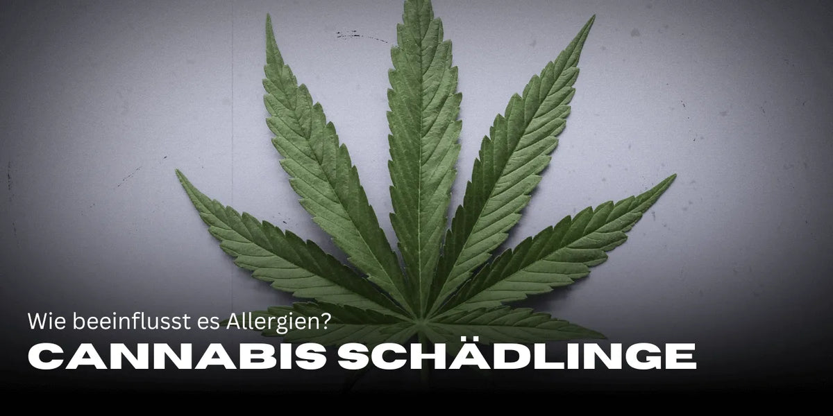 Cannabis und Histamin: Wie beeinflusst es Allergien?-Smagro GmbH
