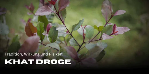 Khat-Pflanze: Tradition, Wirkung und die Risiken der Droge-Smagro GmbH
