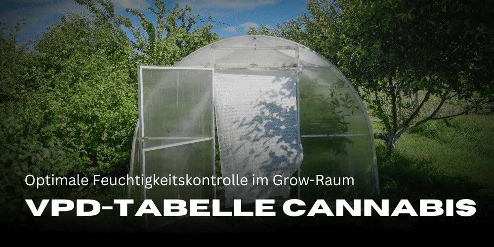 VPD-Tabelle für Cannabis: Optimale Feuchtigkeitskontrolle im Grow-Raum