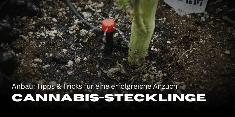 Anbau von Cannabis-Stecklingen: Tipps und Tricks für eine erfolgreiche Anzuch