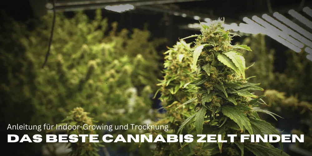 Das beste Cannabis Zelt finden: Anleitung für Indoor-Growing und Trocknung-Smagro GmbH