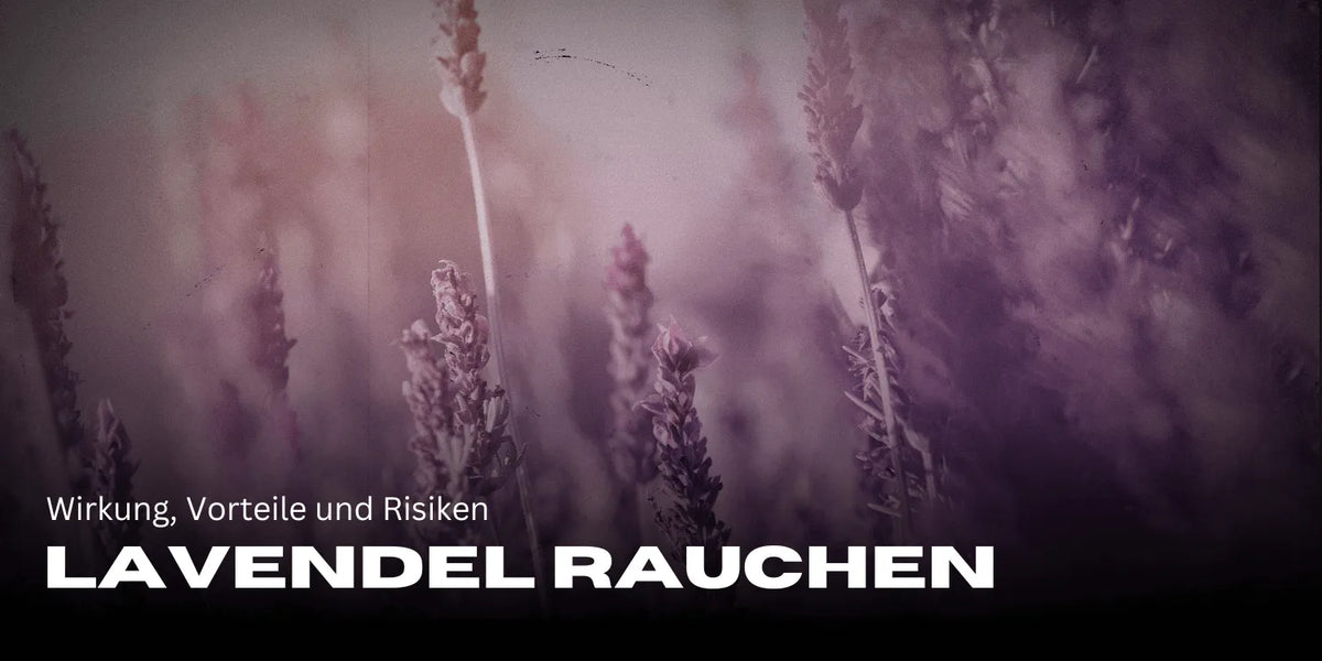 Lavendel rauchen: Wirkung, Vorteile und Risiken im Detail