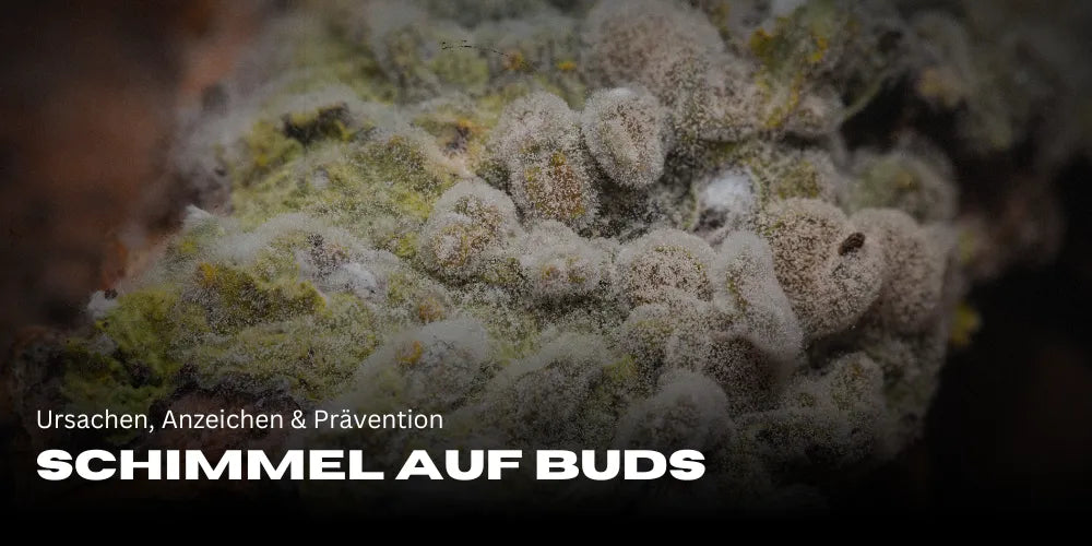 Schimmel auf Buds: Ursachen, Anzeichen & Prävention-Smagro GmbH