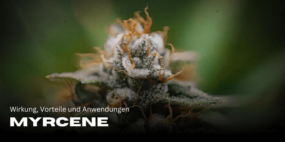 Myrcene: Wirkung, Vorteile und Anwendungen des Terpens-Smagro GmbH