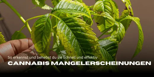 Cannabis Mangelerscheinungen