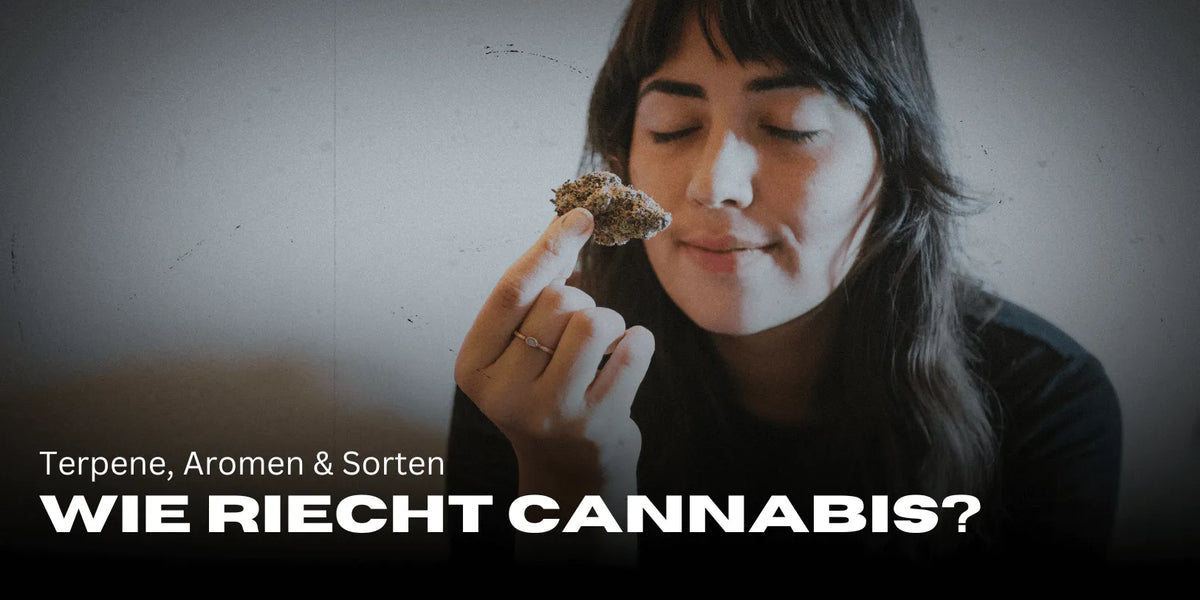 Wie riecht Cannabis? Terpene, Aromen & Sorten 🌿-Smagro GmbH