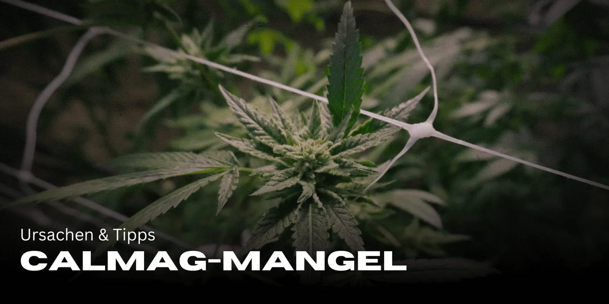 CalMag-Mangel erkennen & beheben: Ursachen & Tipps-Smagro GmbH