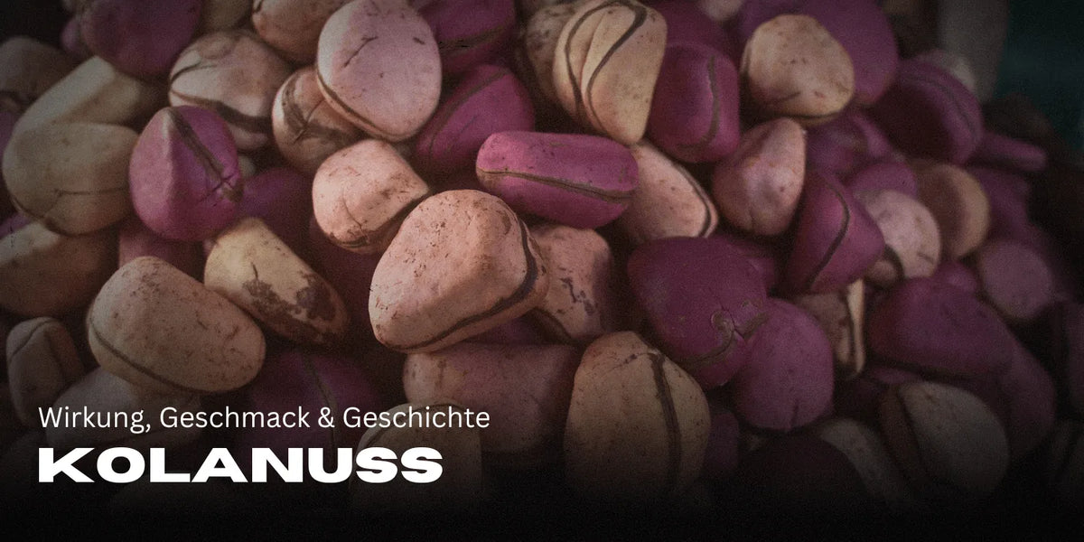 Kolanuss: Wirkung, Geschmack & Geschichte der Power-Nuss