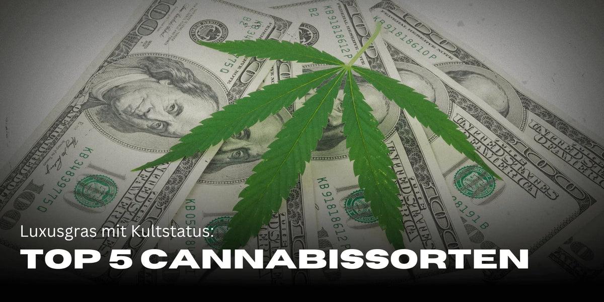 Die teuersten Cannabissorten