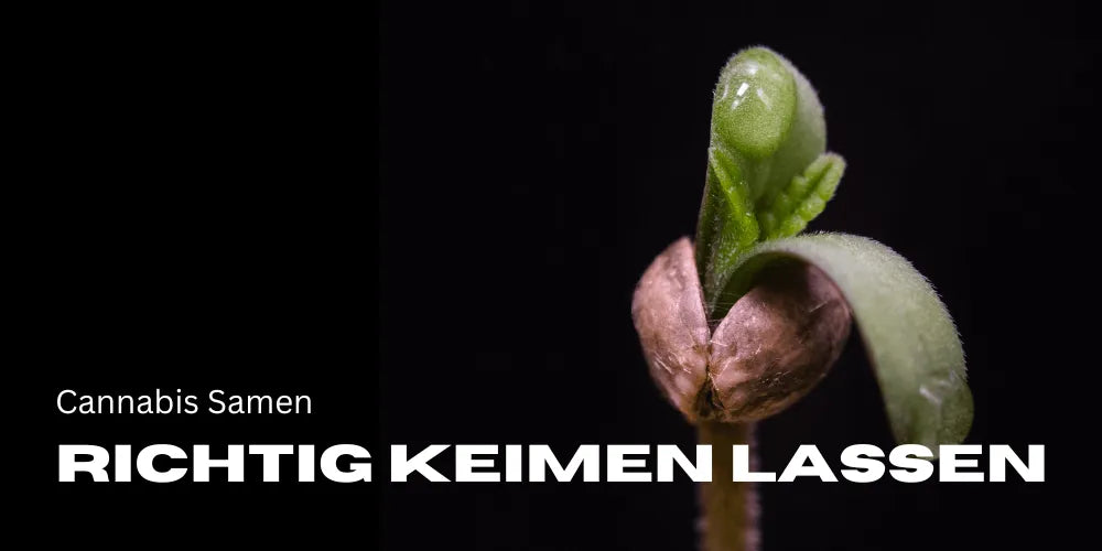 Cannabis Samen richtig keimen lassen