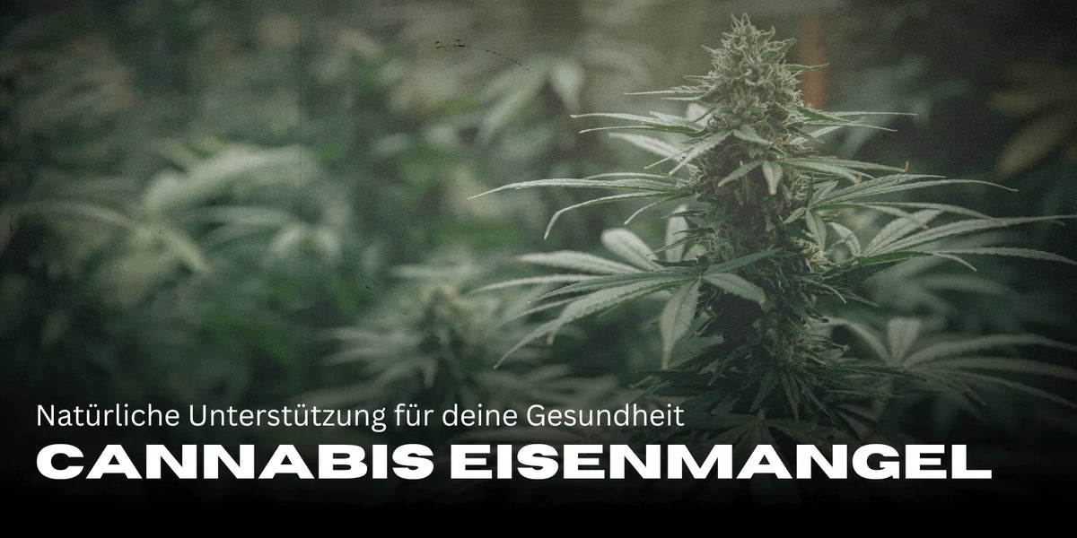 Cannabis bei Eisenmangel: Natürliche Unterstützung für deine Gesundheit-Smagro GmbH
