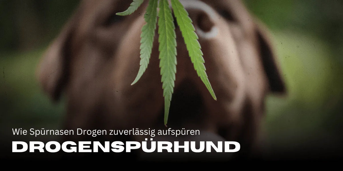Drogenspürhund: Wie Spürnasen Drogen zuverlässig aufspüren