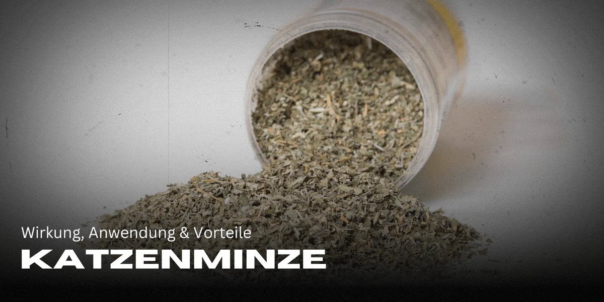 Katzenminze: Wirkung, Anwendung & Vorteile für deine Katze
