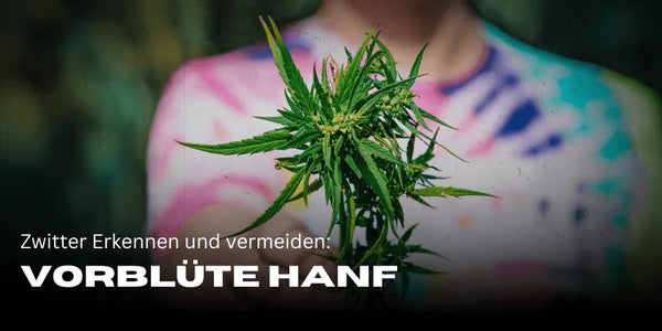 Vorblüte Hanf: Zwitter erkennen und vermeiden-Smagro GmbH