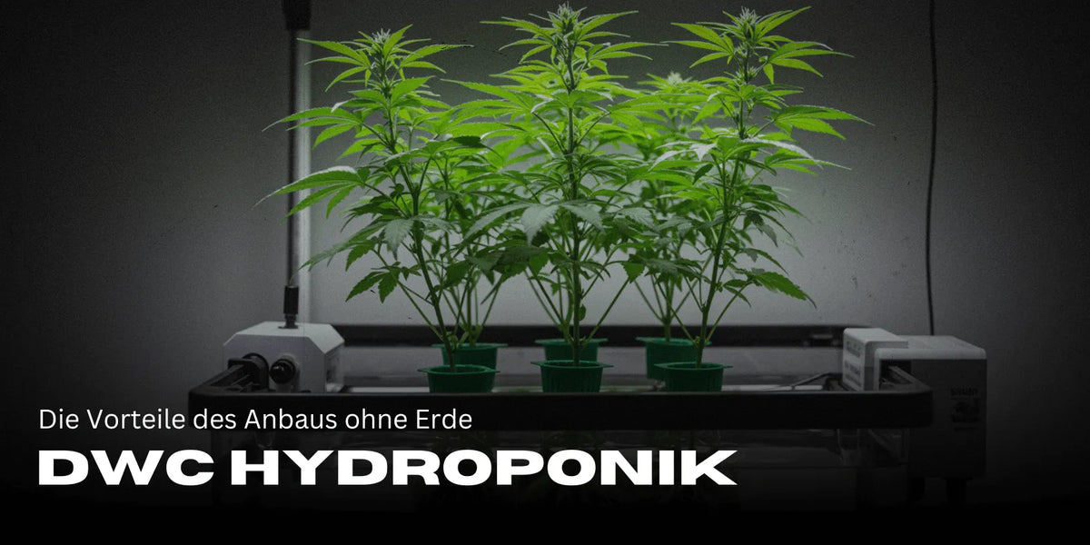DWC Hydroponik: Die Vorteile des Anbaus ohne Erde