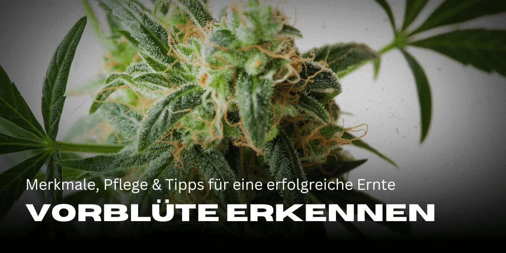 Die Cannabis Vorblüte erkennen: Merkmale, Pflege und Tipps für eine erfolgreiche Ernte